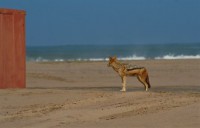 /album/fotos-afrika/img-2019-small-jpg/